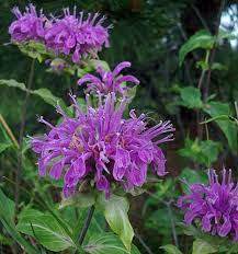 Lilla Monarda Didyma Blomsterfrø til udplantning, 100 stk