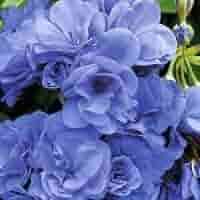 Blue Geranium Pelargonium Seeds for Planting - 100 pcs