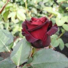 Maroon Red Rose Flower Seeds for Planting – Heirloom Non-GMO High Germination Organic Garden Seeds