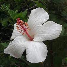 Hvide Hibiscus Blomsterfrø til Plantning ,Heirloom Frø -100 stk