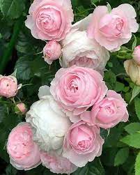 Light Pink Polyantha Rose Flower Planting Seeds for Garden 100 pcs