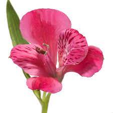 Pink Alstroemeria Flower Seeds for Planting, 100 pcs