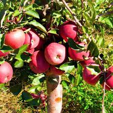 Apple " Pink Lady " Fruit Tree Seeds for Planting - Unique Fruit Harvests & Beautiful Trees