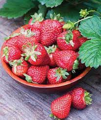 Strawberry Seascape Fruit Seeds - Grow Fresh, Juicy Strawberries in Your Yard, Heirloom Seeds