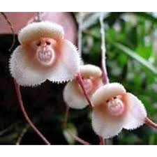 Monkey Face Lys Pink Orkideer Blomsterfrø til udplantning - 100 stk