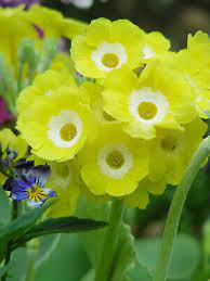 Gule Primula Auricula frø til udplantning, 100 stk