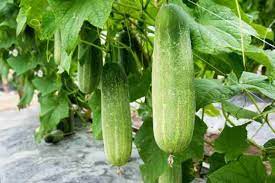 Splorias Bottle Gourd Seeds for Planting, 100 pcs