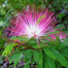 Pink Calliandra Eriophylla plantefrø til plantning - 100 stk