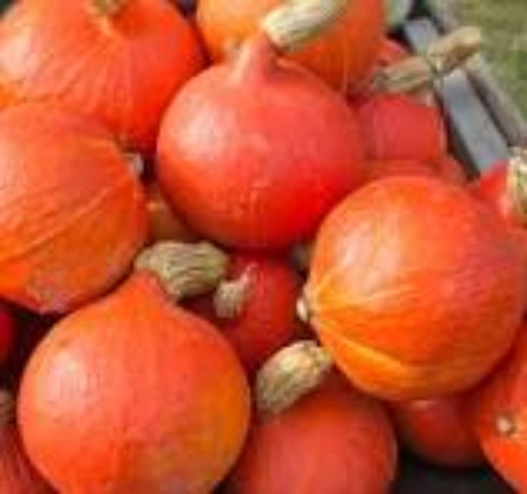 Hokkaido Pumpkin Red Kuri Vegetable Seeds for Planting - Organic