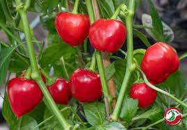 Nora Pepper Seeds for Planting - Spicy Vegetable 100 pcs