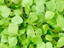 Miners Lettuce Plant Seeds for Planting - 100 pcs