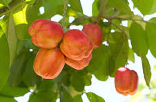 Ackee Fruit Seeds for Garden Planting – Exotic Tropical Non-GMO Heirloom Seeds
