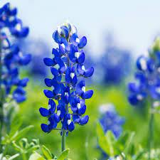 Blue Bonnet Flower Seeds for Planting - 100 pcs