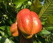 Ackee Fruit Seeds for Garden Planting – Exotic Tropical Non-GMO Heirloom Seeds