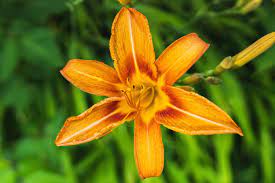 Orange Hemerocallis Flower Seeds for Planting - 100 pcs