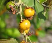 Nance Byrsonima Fruit Seeds – Rare Tropical Fruit Seeds for Garden Planting