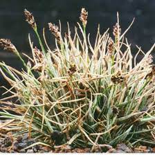 Luzula Ulophylla Seeds for Planting – Shade-Tolerant, Low-Maintenance Ornamental Grass Seeds for Landscaping