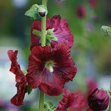 Dark Red Althaea Rosea Flower Seeds for Planting – Heirloom, Non-GMO, High Germination Organic Garden Seeds