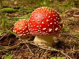 Light Brown and Red Mushroom Seeds for Planting,100 pcs