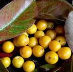 Nance Byrsonima Fruit Seeds – Rare Tropical Fruit Seeds for Garden Planting