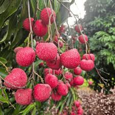 Kaimana Lychee Fruit Seeds for Planting - Sweet, Tropical Lychees Ready for Your Backyard Orchard