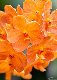 Orange Bell Orchid Frø til udplantning, 100 stk