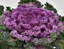 Pink Nagoya Kale Seeds for Planting  heirloom & Non-GMO Seeds