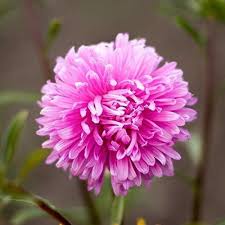 Rare Pink Chrysanthemum Flower Seeds for Planting - 100 pcs