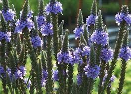 Organic Heirloom Non-GMO Blue Verbena Hastata Seeds for Planting – High Germination Pollinator Organic Garden Seeds