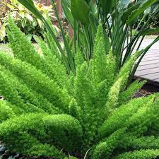 Green Asparagus Fern Plant Seeds for Planting heirloom & Non-GMO Seeds