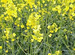 Yellow Edible Rape Flower Seeds for Planting - 100 pcs