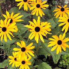 Black Eyed Susan Rudbeckia Flower Seeds for Planting-Heirloom & Non-GMO Seeds for planting