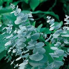 Sea Blue Eucalyptus Gunnii Plant Seeds for Planting-Heirloom & Non-GMO Seeds for planting