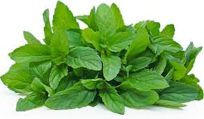 Green Mint Plant Seeds for Planting-Aromatic and Edible Gardens