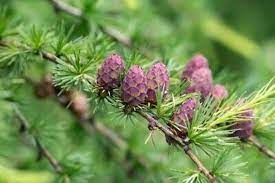 Brown Larix Decidua Plant Seeds – Hardy Tree for Your Garden -Heirloom & Non-GMO Seeds for planting