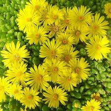 Yellow Delosperma Nubigenum or Ice Plant Flower Planting Seeds for Garden 100 pcs