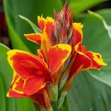 red golden flower seeds