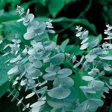 blue sea flower seeds