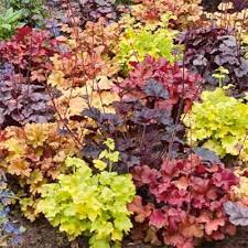 mixed heuchera flower seeds