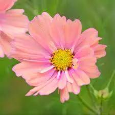 peach pink flower seeds