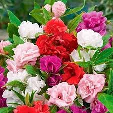 double camellia flower seeds