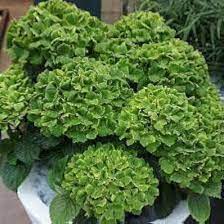 green dark flower seeds