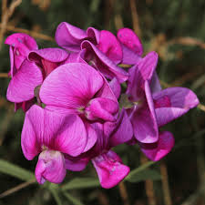 violet lathyrus flower seeds
