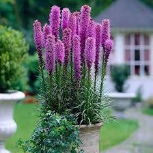 liatris spicata flower seeds