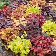 Blandede Heuchera Micrantha plantefrø til haveplantning - 100 stk