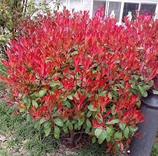 Photinia Serrulata plantefrø til plantning - 100 stk