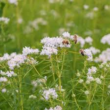 White Mountain Mint Flower Seeds for Planting - 100 pcs