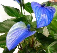 Blue Anthurium Flower Seeds for Planting 100 pcs