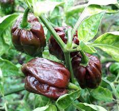 Chokolade Habanero Grøntsagsfrø til udplantning, 100 stk