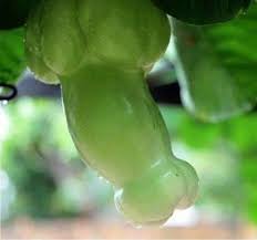 Green Penis Melon Vegetable Seeds for Planting, heirloom & Non-GMO Seeds